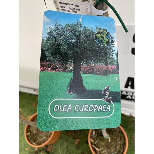 83 - TWO LARGE ITALIAN OLIVE STANDARD TREES OVER 190CM IN HEIGHT IN 9 LTR POTS NO VAT TO BE SOLD FOR THE ... 