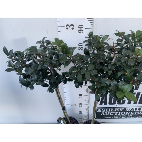 84 - A PAIR OF STANDARD HOLLY ILEX TREES 'BLUE MAID' WITH BERRIES. APPROX 90CM TALL IN A 3 LITRE POT TO B... 