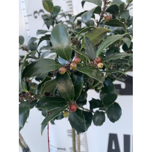 84 - A PAIR OF STANDARD HOLLY ILEX TREES 'BLUE MAID' WITH BERRIES. APPROX 90CM TALL IN A 3 LITRE POT TO B... 