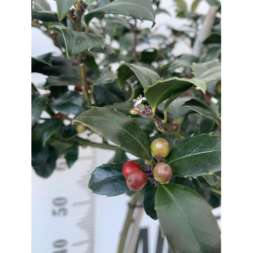 84 - A PAIR OF STANDARD HOLLY ILEX TREES 'BLUE MAID' WITH BERRIES. APPROX 90CM TALL IN A 3 LITRE POT TO B... 