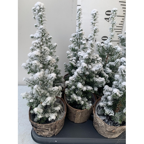 85 - TWELVE CHRISTMAS CYPRESS CONIFERS WITH SNOW EFFECT IN BARK POTS WITH CHRISTMAS ACCESSORIES. APPROX 4... 