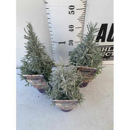 86 - THREE LAVENDER CHRISTMAS TREE PLANTS APPROX 50CM IN HEIGHT. IN 2 LTR POTS, TO BE SOLD FOR THE THREE