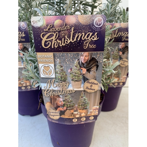 86 - THREE LAVENDER CHRISTMAS TREE PLANTS APPROX 50CM IN HEIGHT. IN 2 LTR POTS, TO BE SOLD FOR THE THREE