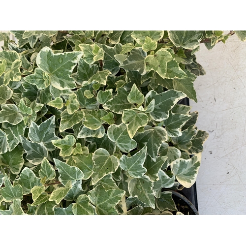 87 - EIGHTEEN VARIEGATED TRAILING IVY PLANTS IN 6CM POTS ON A TRAY. TO BE SOLD FOR THE EIGHTEEN