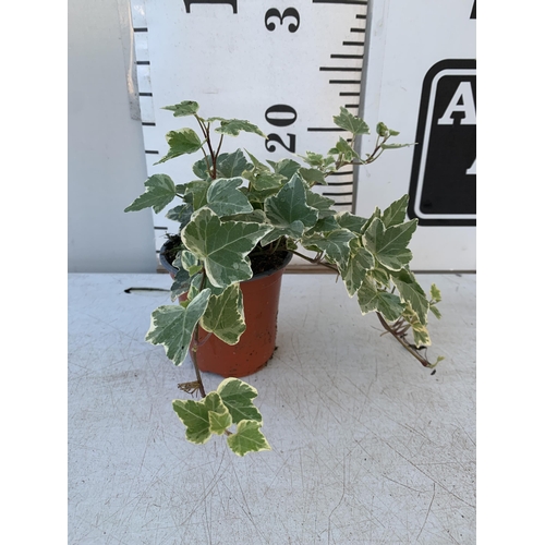 87 - EIGHTEEN VARIEGATED TRAILING IVY PLANTS IN 6CM POTS ON A TRAY. TO BE SOLD FOR THE EIGHTEEN