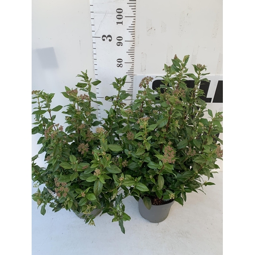 88 - TWO LARGE VIBURNUM TINUS SENSE IN 5 LTR POTS. APPROX 90CM IN HEIGHT. TO BE SOLD FOR THE TWO