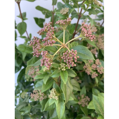 88 - TWO LARGE VIBURNUM TINUS SENSE IN 5 LTR POTS. APPROX 90CM IN HEIGHT. TO BE SOLD FOR THE TWO