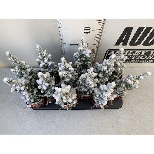 9 - TWELVE CHRISTMAS CYPRESS CONIFERS WITH SNOW EFFECT IN RED 9CM ZINC PAILS WITH CHRISTMAS ACCESSORIES.... 