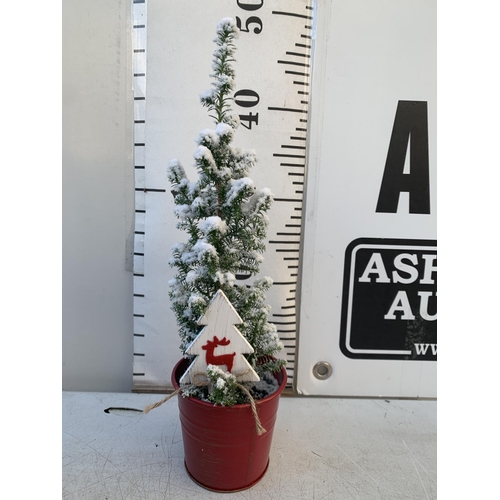 9 - TWELVE CHRISTMAS CYPRESS CONIFERS WITH SNOW EFFECT IN RED 9CM ZINC PAILS WITH CHRISTMAS ACCESSORIES.... 