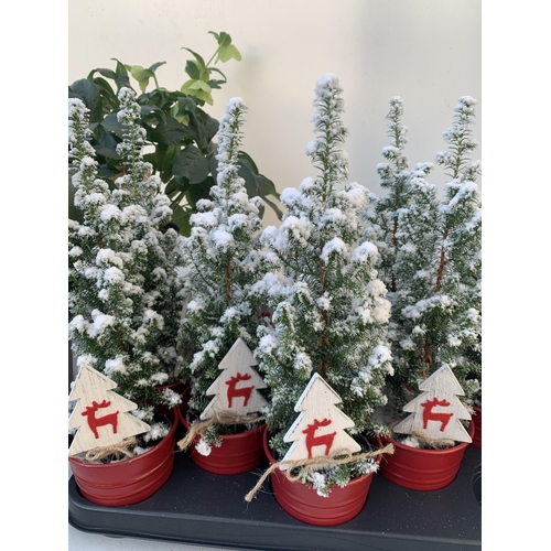 9 - TWELVE CHRISTMAS CYPRESS CONIFERS WITH SNOW EFFECT IN RED 9CM ZINC PAILS WITH CHRISTMAS ACCESSORIES.... 