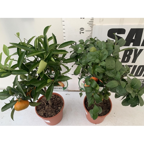 90 - TWO CITRUS FRUIT TREES WITH FRUIT IN 7 LTR POTS. ONE TANGELO NOVA MANDARIN AND ONE LIMA ROSSA LIME. ... 