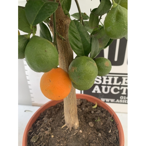 90 - TWO CITRUS FRUIT TREES WITH FRUIT IN 7 LTR POTS. ONE TANGELO NOVA MANDARIN AND ONE LIMA ROSSA LIME. ... 