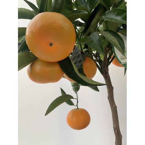 90 - TWO CITRUS FRUIT TREES WITH FRUIT IN 7 LTR POTS. ONE TANGELO NOVA MANDARIN AND ONE LIMA ROSSA LIME. ... 