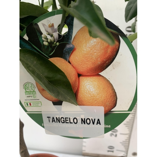 90 - TWO CITRUS FRUIT TREES WITH FRUIT IN 7 LTR POTS. ONE TANGELO NOVA MANDARIN AND ONE LIMA ROSSA LIME. ... 