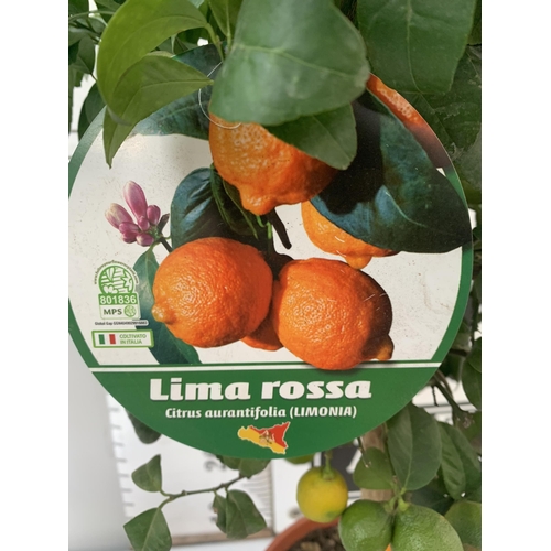 90 - TWO CITRUS FRUIT TREES WITH FRUIT IN 7 LTR POTS. ONE TANGELO NOVA MANDARIN AND ONE LIMA ROSSA LIME. ... 