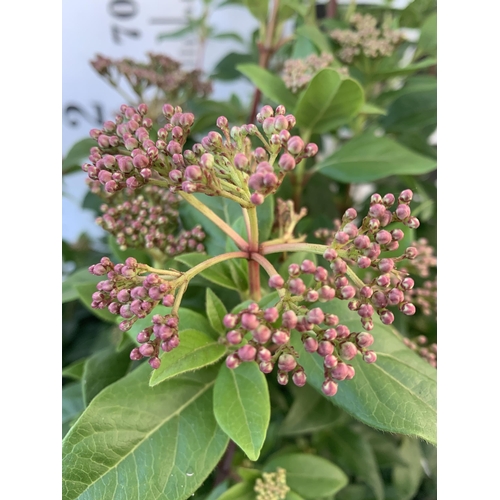 94 - TWO LARGE VIBURNUM TINUS SENSE IN 5 LTR POTS. APPROX 90CM IN HEIGHT. TO BE SOLD FOR THE TWO