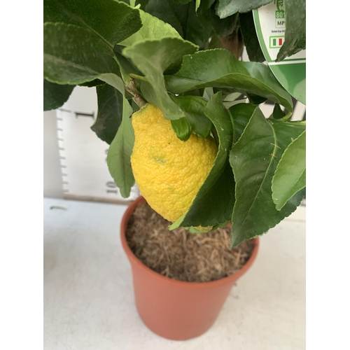 96 - TWO CITRUS FRUIT TREES WITH FRUIT IN 7 LTR POTS. ONE ARANCIO ORANGE TREE AND ONE LEMON. APPROX 80CM ... 