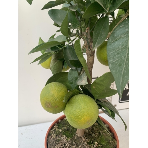 96 - TWO CITRUS FRUIT TREES WITH FRUIT IN 7 LTR POTS. ONE ARANCIO ORANGE TREE AND ONE LEMON. APPROX 80CM ... 