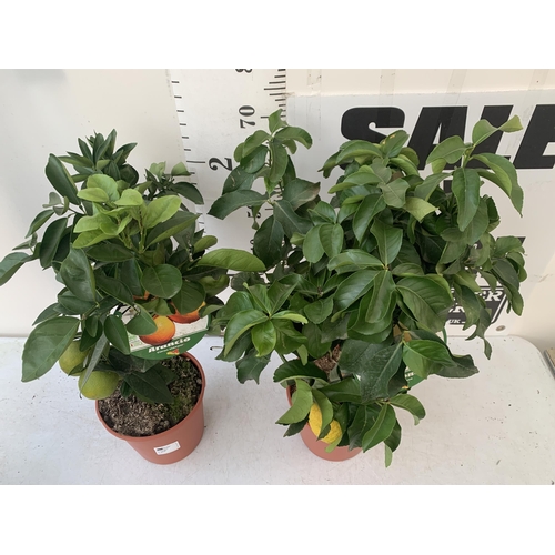 96 - TWO CITRUS FRUIT TREES WITH FRUIT IN 7 LTR POTS. ONE ARANCIO ORANGE TREE AND ONE LEMON. APPROX 80CM ... 