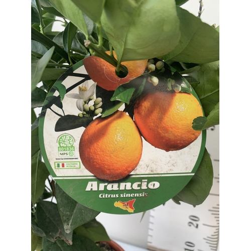 96 - TWO CITRUS FRUIT TREES WITH FRUIT IN 7 LTR POTS. ONE ARANCIO ORANGE TREE AND ONE LEMON. APPROX 80CM ... 