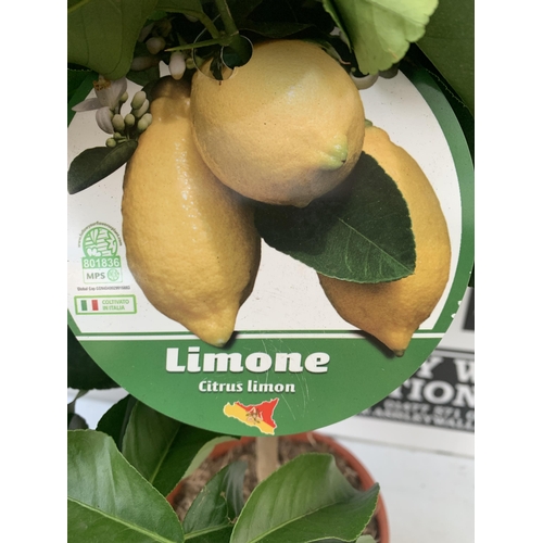 96 - TWO CITRUS FRUIT TREES WITH FRUIT IN 7 LTR POTS. ONE ARANCIO ORANGE TREE AND ONE LEMON. APPROX 80CM ... 