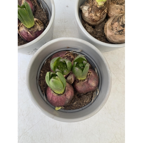 97 - THREE CERAMIC CHRISTMAS POTS CONTAINING THREE MIXED HYACINTH BULBS. POTS MEASURE 12CM IN HEIGHT 14CM... 