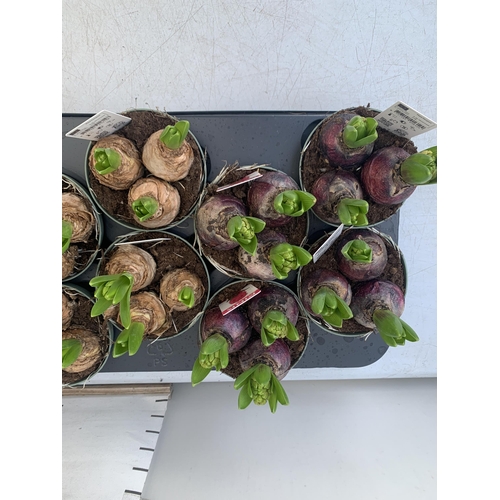 99 - TWELVE MIXED COLOUR HYACINTH BULBS IN 9CM POTS. CARDED, ON A TRAY TO BE SOLD FOR THE TWELVE