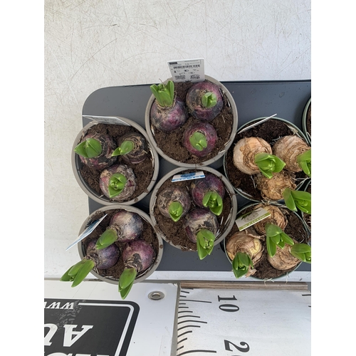 99 - TWELVE MIXED COLOUR HYACINTH BULBS IN 9CM POTS. CARDED, ON A TRAY TO BE SOLD FOR THE TWELVE