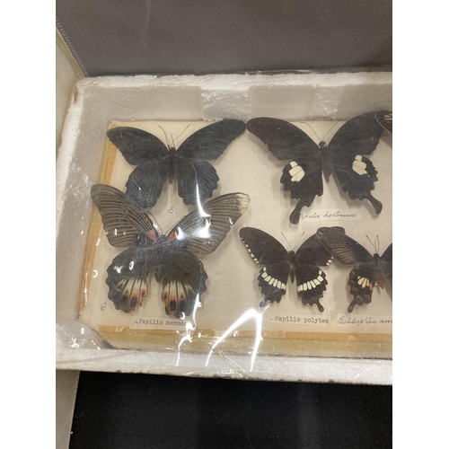 19 - TWELVE VARIOUS TAXIDERMY BUTTERFLIES