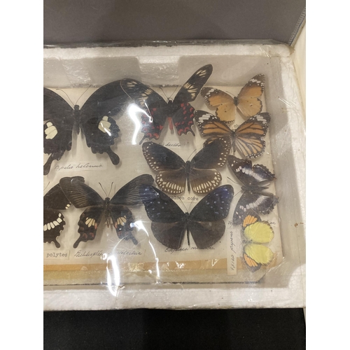 19 - TWELVE VARIOUS TAXIDERMY BUTTERFLIES