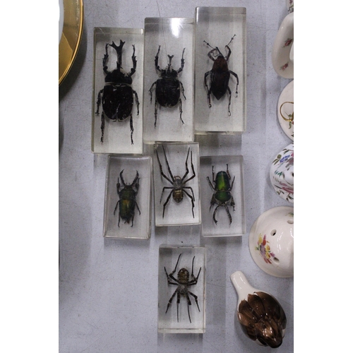 282 - SEVEN TAXIDERMY INSECTS IN RESIN