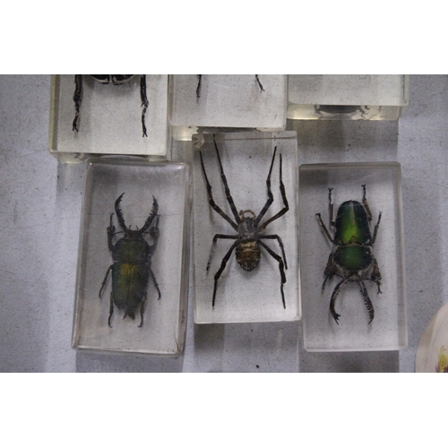 282 - SEVEN TAXIDERMY INSECTS IN RESIN