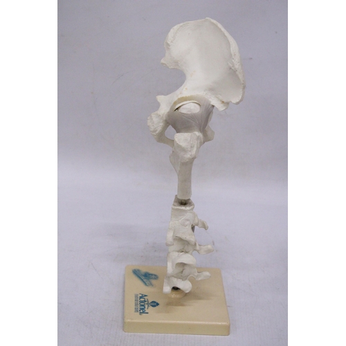 284 - A VINTAGE SKELETON/ANATOMY MODEL BY ACTONEL