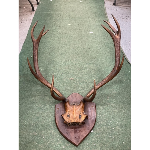 42 - A PAIR OF ANTLERS ON A WOODEN PLAQUE