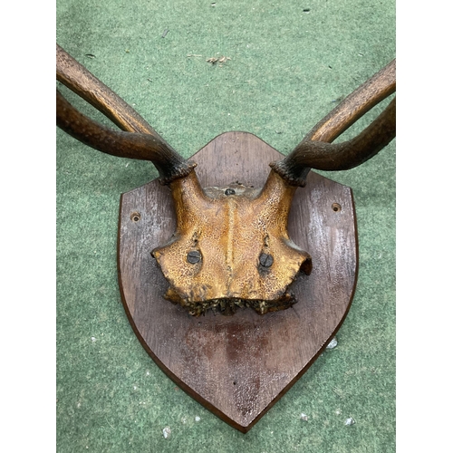 42 - A PAIR OF ANTLERS ON A WOODEN PLAQUE