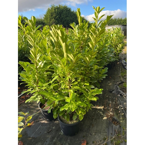 102 - 10 LAURELS APPROX 120CM + VAT