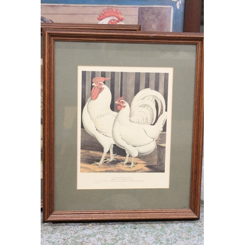 1182 - THREE FRAMED PRINTS OF CHICKENS