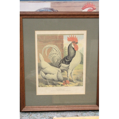 1182 - THREE FRAMED PRINTS OF CHICKENS