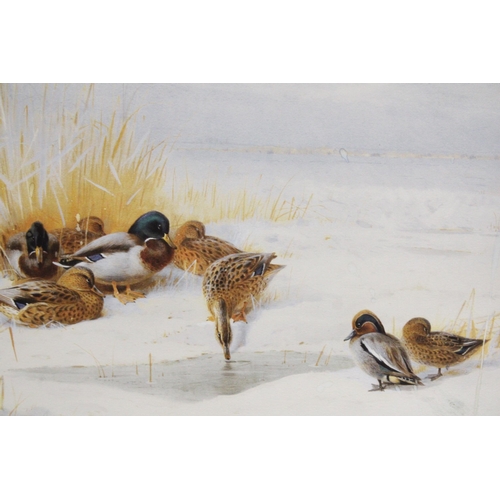 1183 - A LARGE LIMITED EDITION PRINT, 30/195, 'MALLARD AND TEAL, BY ARCHIBALD THORBURN, 89CM X 65CM