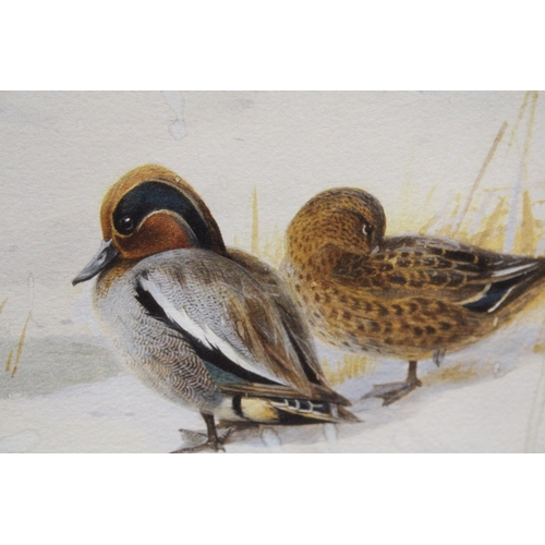 1183 - A LARGE LIMITED EDITION PRINT, 30/195, 'MALLARD AND TEAL, BY ARCHIBALD THORBURN, 89CM X 65CM