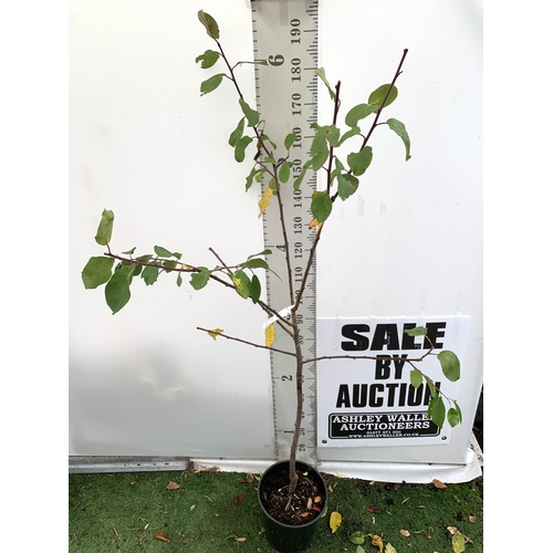 73 - ONE PLUM PRUNUS FRUIT TREE 'VICTORIA'. APPROX 190CM IN HEIGHT IN A 12 LTR POT. OVAL BRIGHT RED FRUIT... 