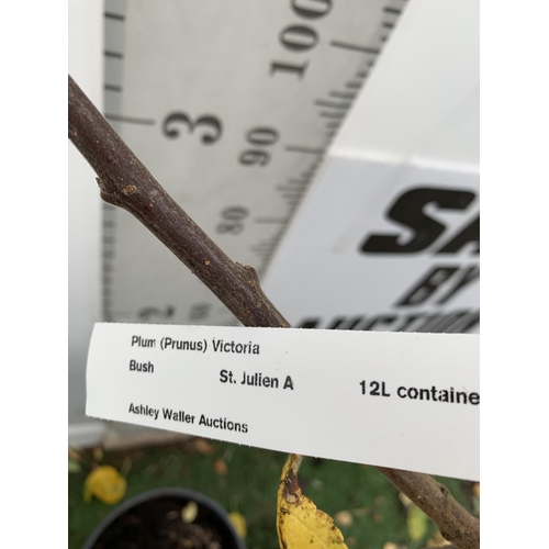 73 - ONE PLUM PRUNUS FRUIT TREE 'VICTORIA'. APPROX 190CM IN HEIGHT IN A 12 LTR POT. OVAL BRIGHT RED FRUIT... 