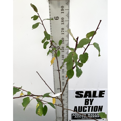 73 - ONE PLUM PRUNUS FRUIT TREE 'VICTORIA'. APPROX 190CM IN HEIGHT IN A 12 LTR POT. OVAL BRIGHT RED FRUIT... 