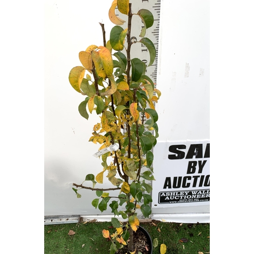 74 - ONE PEAR PYRUS FRUIT 'CONFERENCE' 170CM TALL IN A 12 LTR POT. PRODUCES SWEET JUICY FRUIT AND IS A GO... 