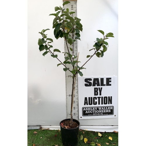 75 - ONE COOKING APPLE BRAMLEY'S SEEDING MALUS TREE. APPROX 190CM TALL IN A 12 LTR POT. PROPAGATED FROM T... 