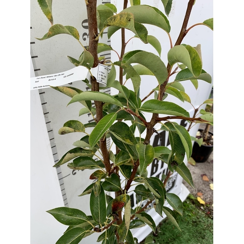 76 - ONE PEAR PYRUS FRUIT TREE WILLIAMS' BON CHRETIEN APPROX 180CM TALL. IN A 12 LTR POT, THIS PEAR IS A ... 