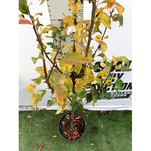 77 - ONE PEAR PYRUS FRUIT 'CONFERENCE' 170CM TALL IN A 12 LTR POT. PRODUCES SWEET JUICY FRUIT AND IS A GO... 