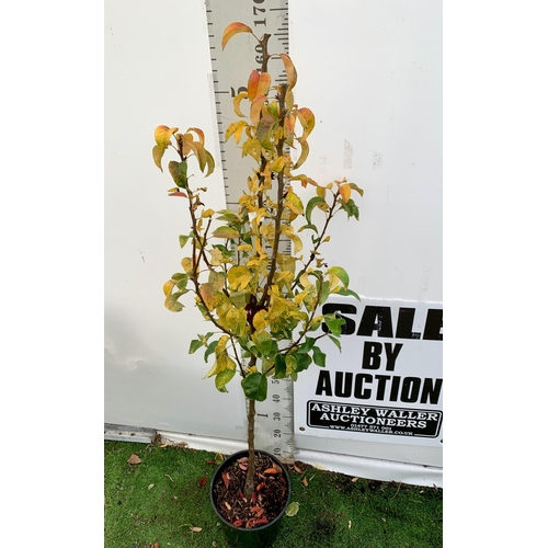 77 - ONE PEAR PYRUS FRUIT 'CONFERENCE' 170CM TALL IN A 12 LTR POT. PRODUCES SWEET JUICY FRUIT AND IS A GO... 