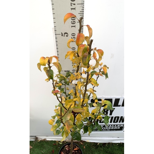 77 - ONE PEAR PYRUS FRUIT 'CONFERENCE' 170CM TALL IN A 12 LTR POT. PRODUCES SWEET JUICY FRUIT AND IS A GO... 