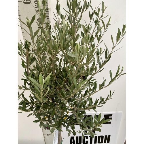 92 - TWO LARGE ITALIAN OLIVE STANDARD TREES OVER 190CM IN HEIGHT IN 9 LTR POTS NO VAT TO BE SOLD FOR THE ... 